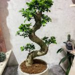 Бонсай Ficus microcarpa Ginseng